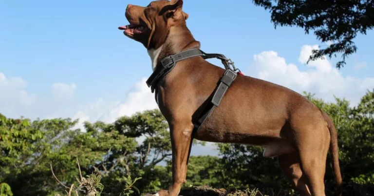 The Hanging Tree Dog traces its lineage back to a deliberate breeding program developed by Texas cattleman Gary Ericsson.